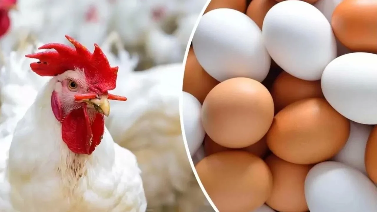 انخفاض غير متوقع في أسعار الدواجن اليوم الأحد 1 سبتمبر 2024