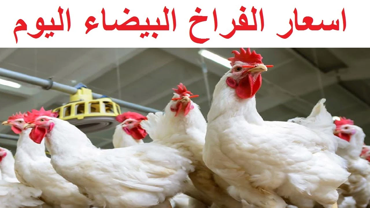 بورصة الدواجن اليوم أسعار الفراخ البيضاء.. ألحقي خزني يا ست البيت
