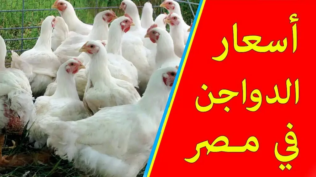 بورصة الدواجن تراجع اسعار الفراخ البيضاء الان في الأسواق.. الكيلو مفاجأة