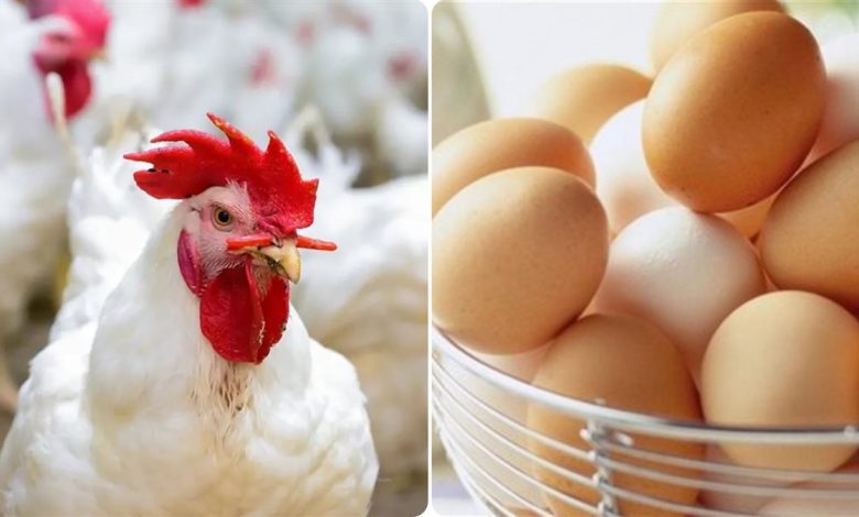 أسعار الفراخ اليوم السبت 10 مايو 2025 في بورصة الدواجن وسعر كرتونة البيض