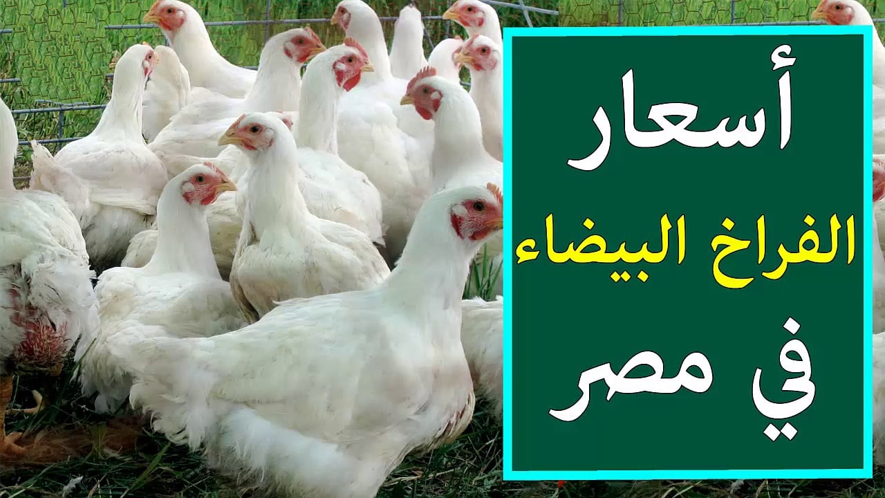 ارتفاع أسعار الفراخ البيضاء اليوم السبت 4/1/2025 في بورصة الدواجن التحديث الأخير