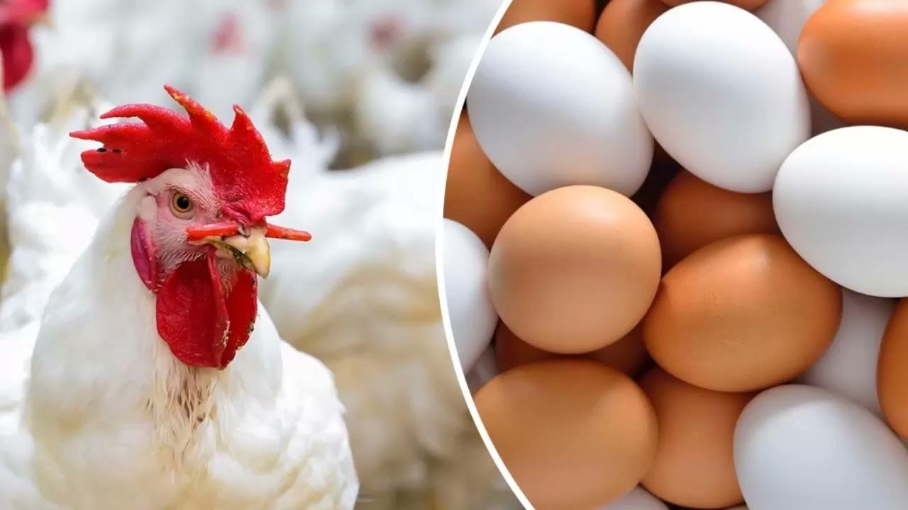 أسعار الفراخ اليوم الأربعاء 19-3-2025