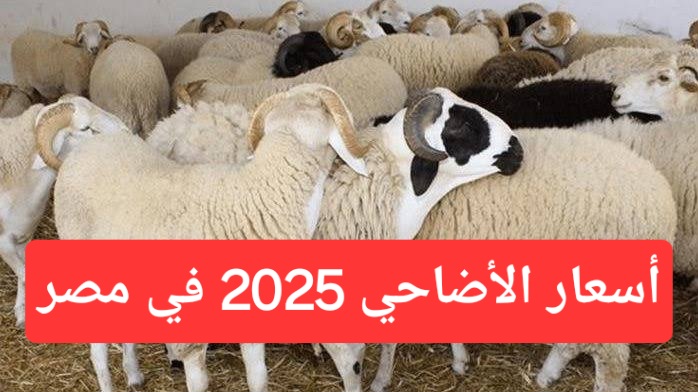 الأسعار مولعة نار.. أسعار الأضاحي 2025 في مصر بقري وجاموسي وضاني وأفضل الأماكن والأسواق لشراء الأضاحي في مصر