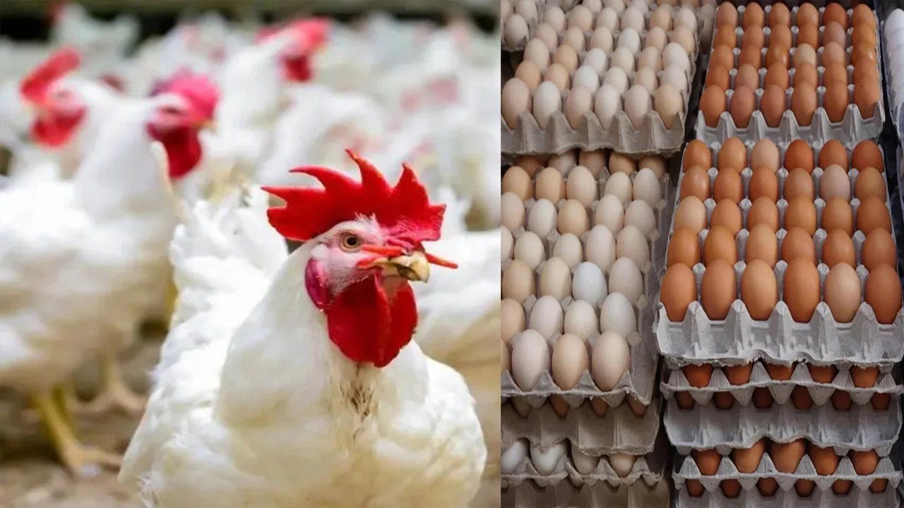 بورصة الدواجن اليوم أسعار الفراخ البيضاء والبلدي السبت 12 يوليو 2025 وسعر كرتونة البيض