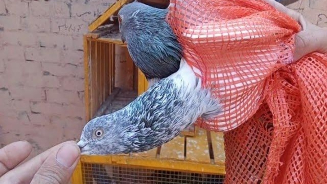 “طائر لكن تصرفاته تثير الجدل”.. لماذا سُمي هذا الحمام بالحرامي وما هي الأشياء الغريبة التي يسرقها؟