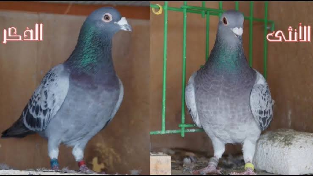 “أوعى تقع في الغلطة دي!”.. كده هتعرف تميز الذكر من الأنثى من أول نظرة!!