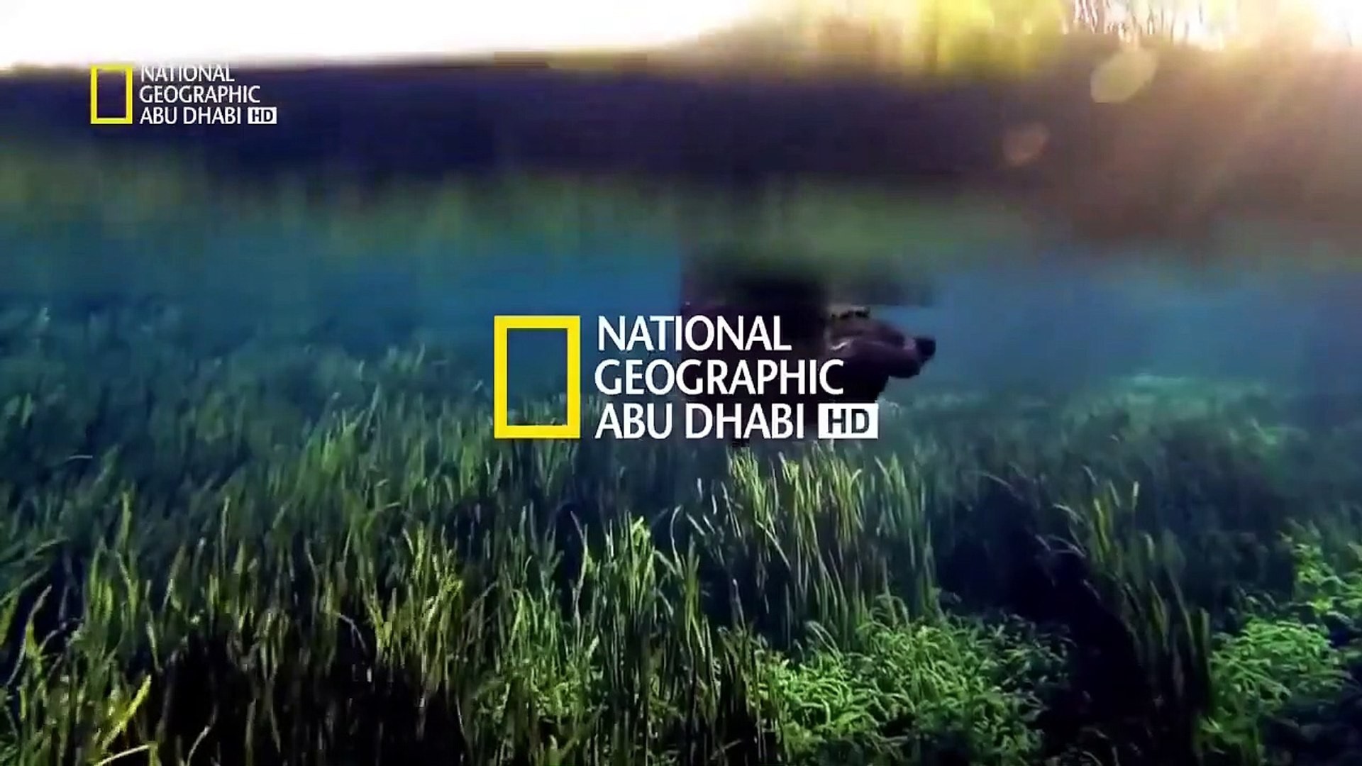 لاكتشاف الطبيعة والحياة البرية.. تردد قناة ناشيونال جيوغرافيك الجديد 2025  “National Geographic” علي الأقمار الصناعية