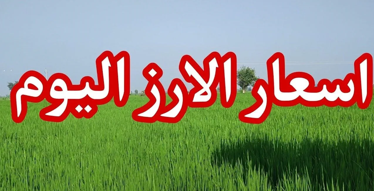 بكام طن عريض الحبة.. سعر الأرز الشعير اليوم في مصر الخميس 2 أكتوبر 2025