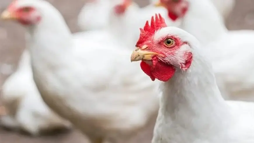 أسعار بورصة الدواجن اليوم .. اخر تحديث للاسعار بعد التراجع الأخير لأسعار البانية والصدور بتاريخ 15 ديسمبر 2025