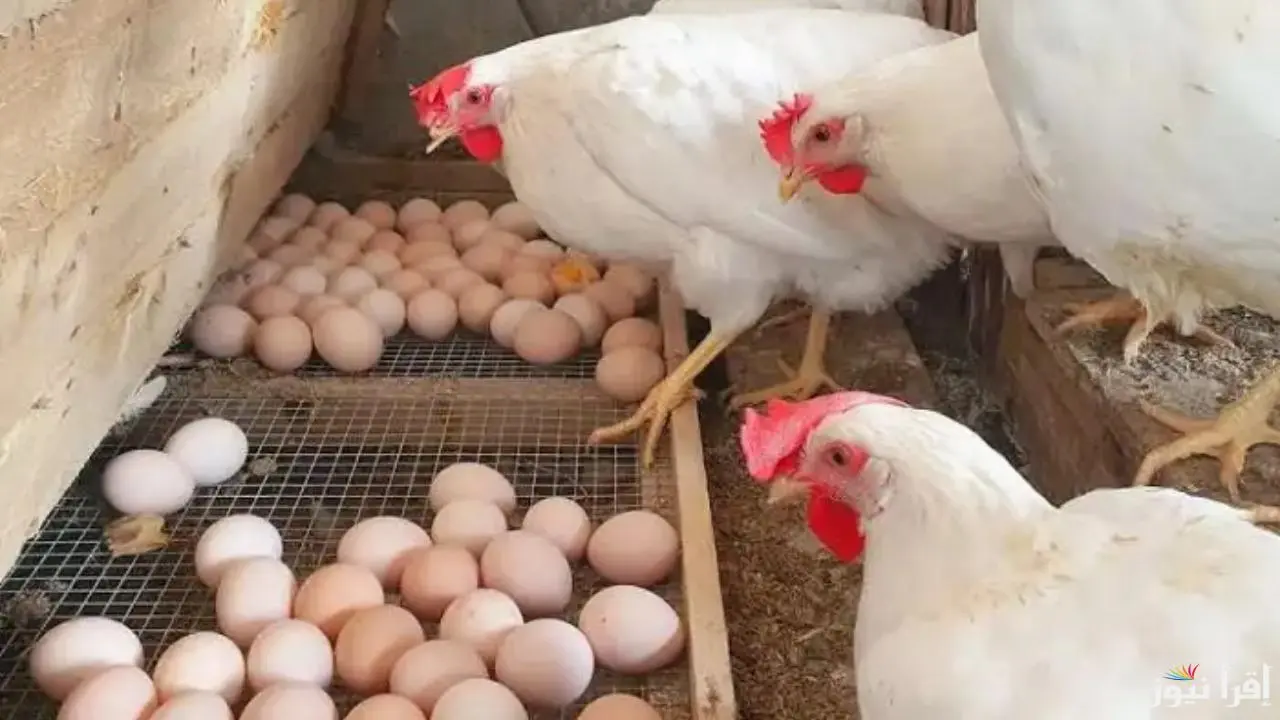 وصلت كام انهاردة ؟؟ .. أسعار بورصة الدواجن اليوم بتاريخ 28 ديسمبر 2025