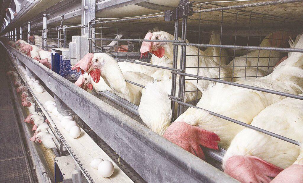 الكيلو ب50 و55 بس .. تراجع أسعار بورصة الدواجن اليوم بتاريخ 30 ديسمبر 2025