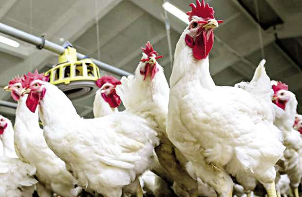اشتري وخزني من دلوقتي .. أسعار بورصة الدواجن اليوم بتاريخ 1من يناير 2026